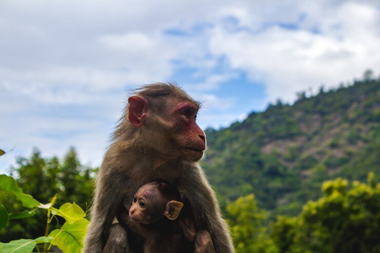 albino-monkey.net travel archives