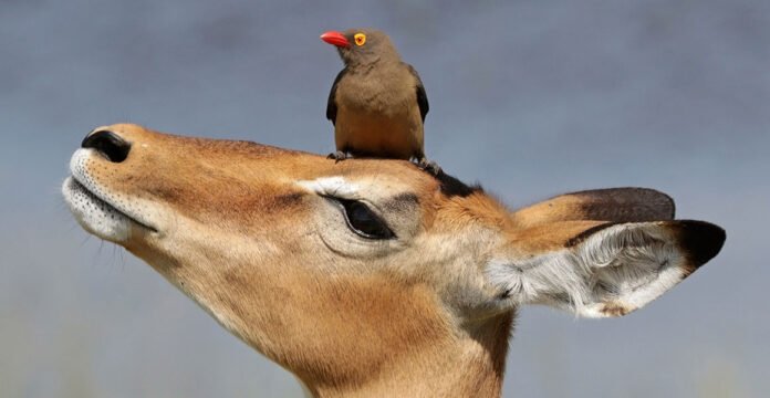 how do deer and bird are commensalism​