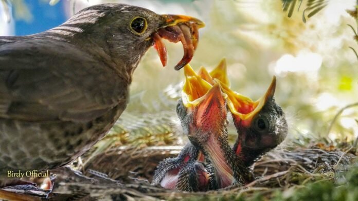 what to feed baby birds​